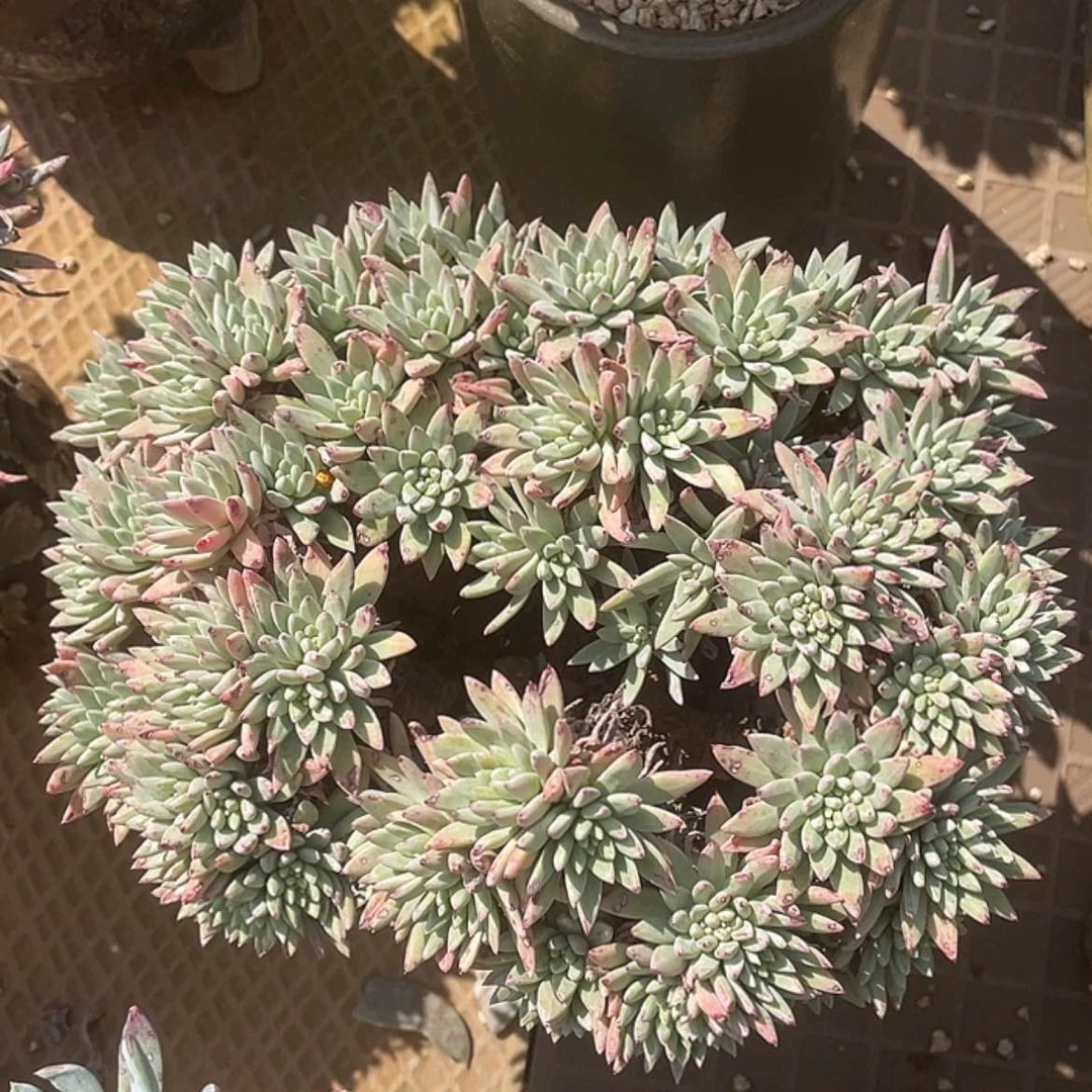 【闪购商品】绿菊大群