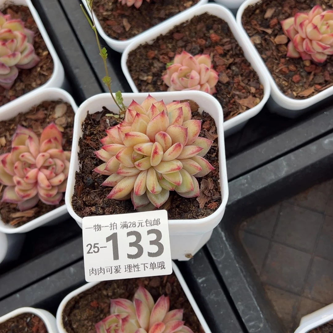 妍黑武士缀多肉多肉多肉多