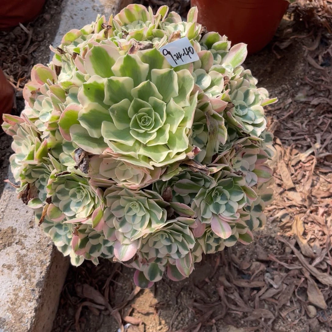 菲***儿9-24-40布加迪法师锦多肉