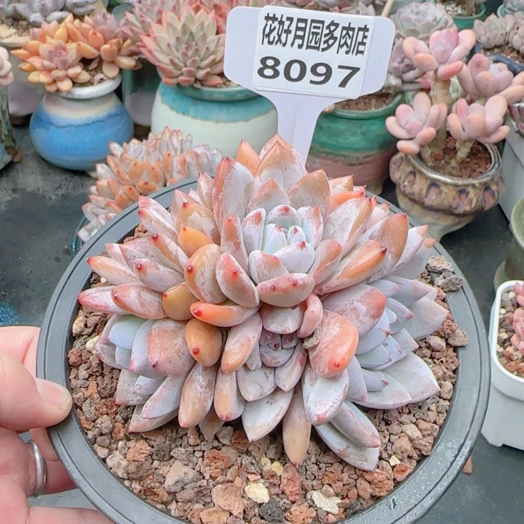 多肉8097…………………………