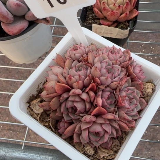 104笨吧一物一拍多肉