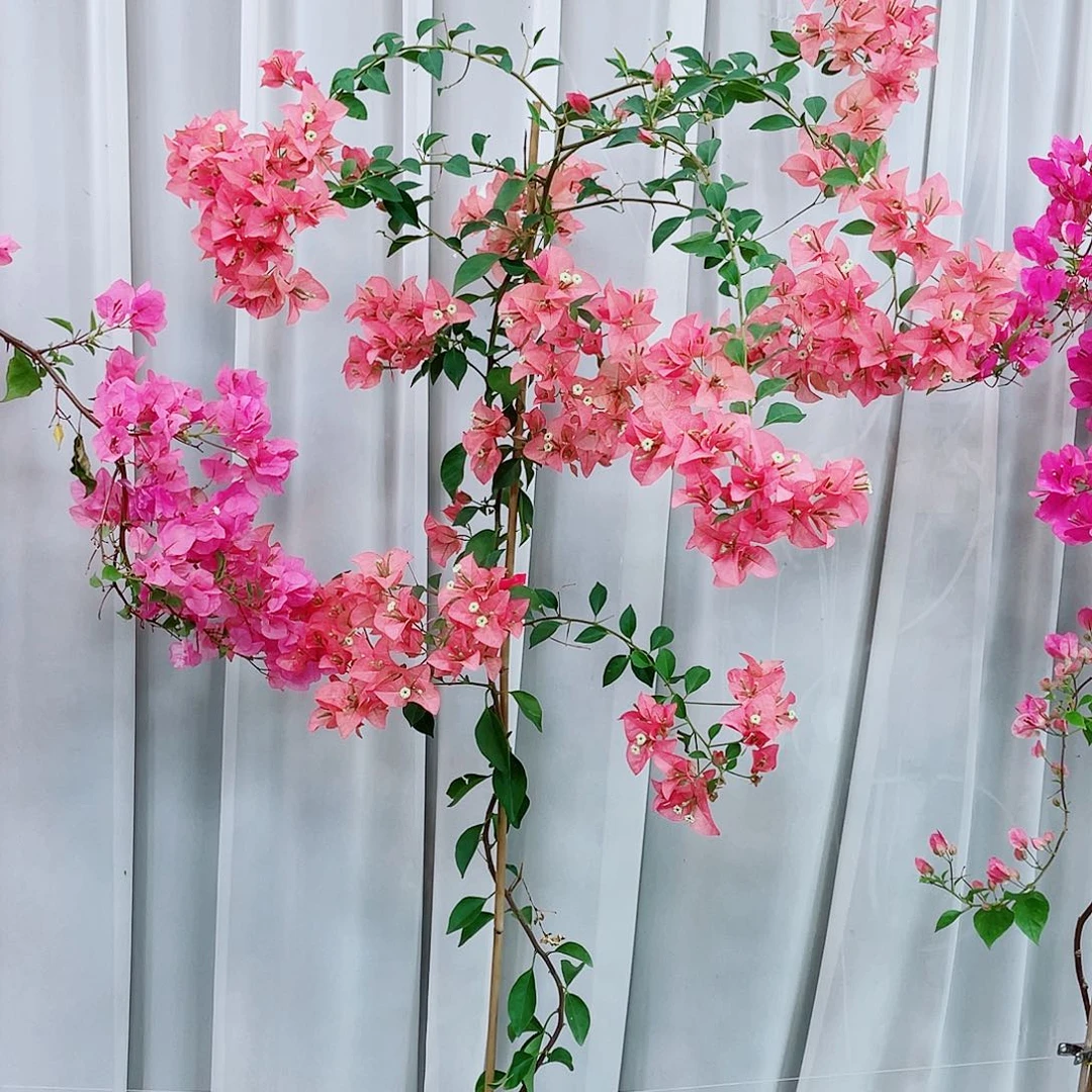 完全开放这里也不是