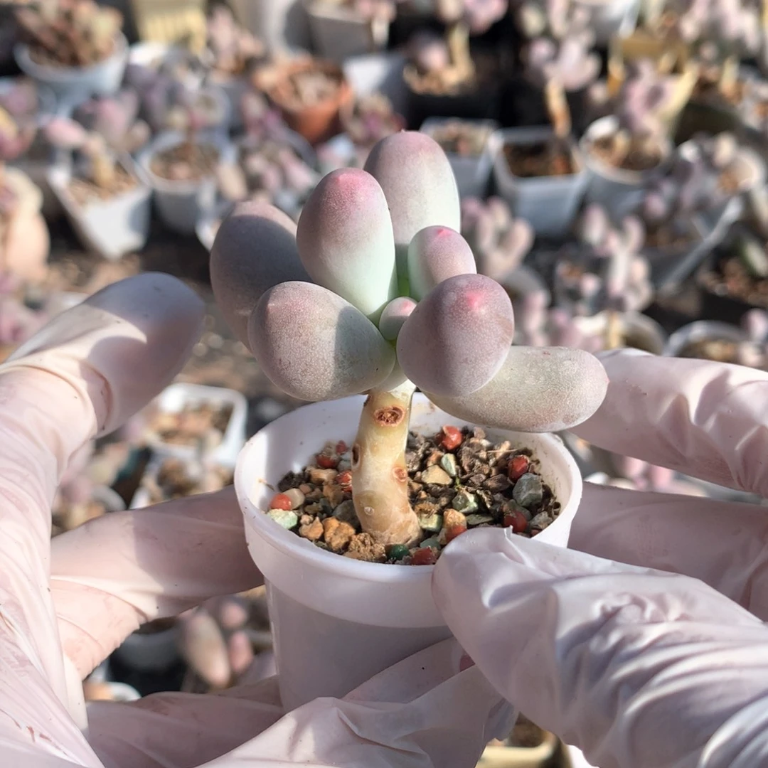 米可奶酪多肉米可奶1-3