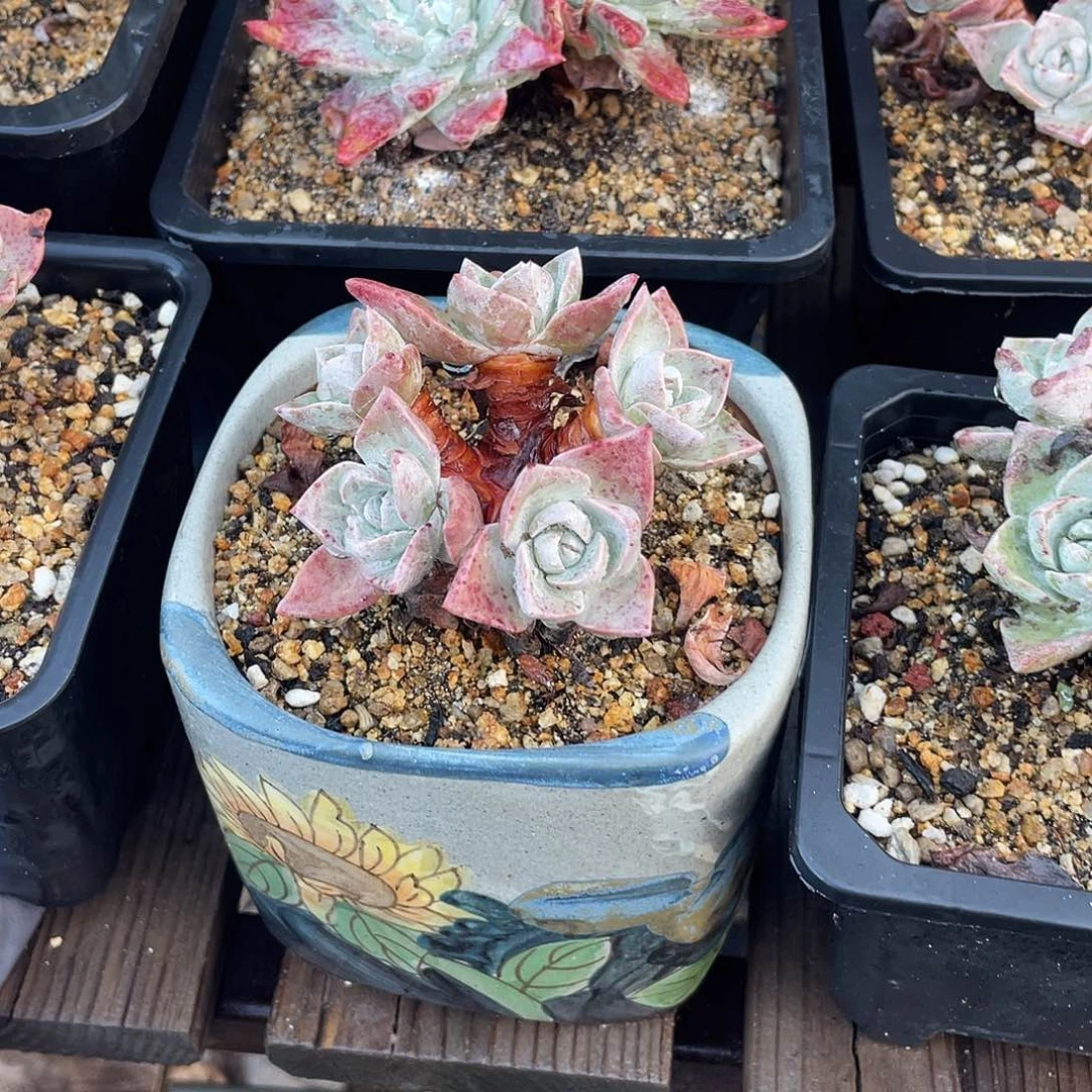 晨溪园艺仙女杯呀