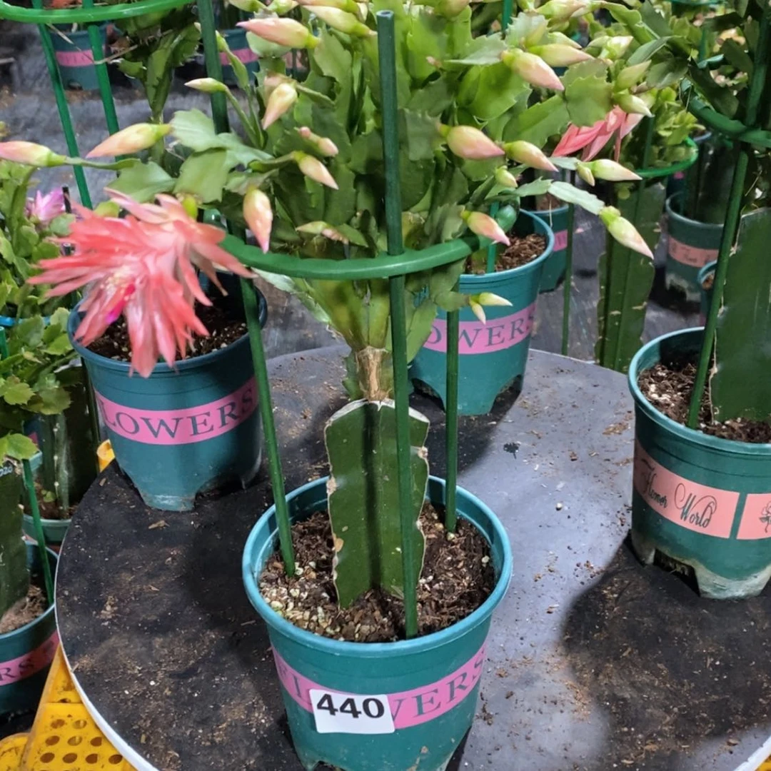 【闪购商品】当前无花朵，栽培后可花朵花440嫁接2099