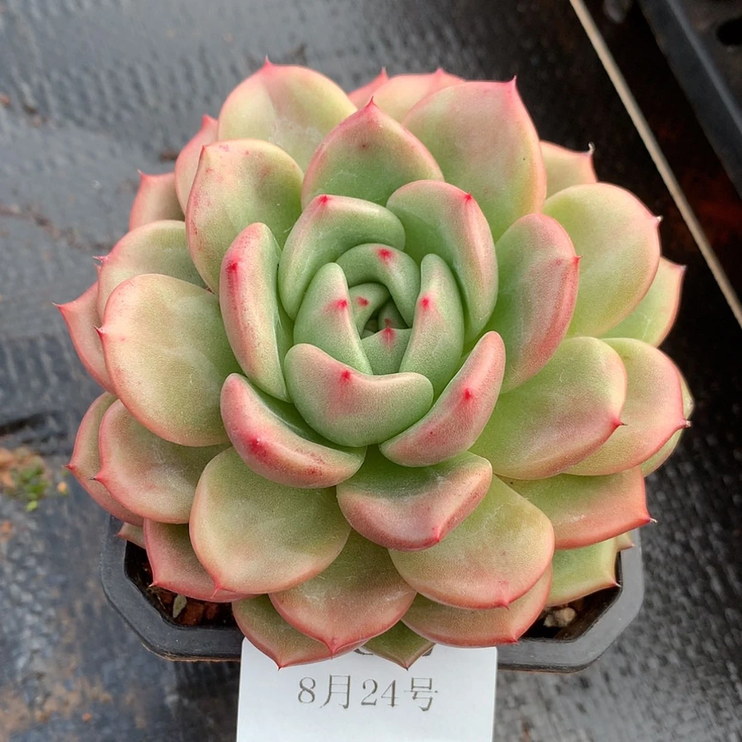 【闪购商品】云867号红鲤鱼九厘米