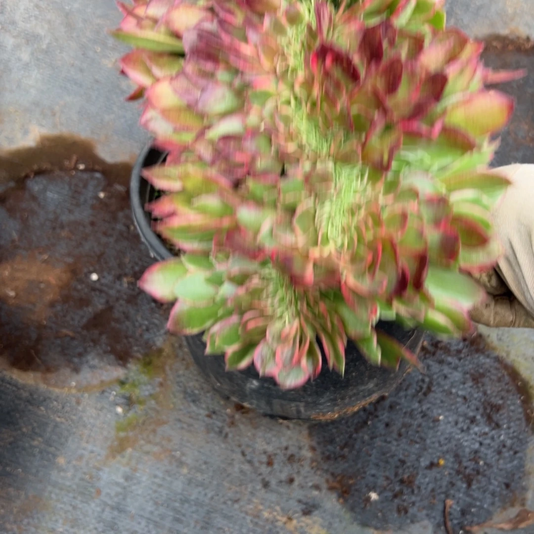 70黑魔锦缀多肉仔细一看