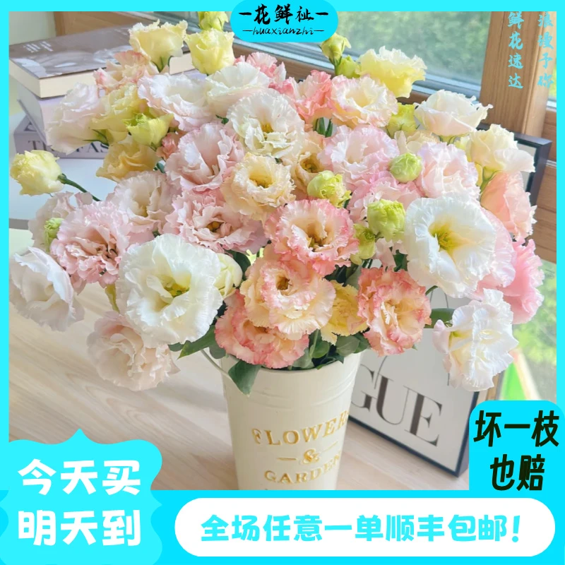 花鲜祉【混色洋桔梗800g】全场任意一单顺丰包邮次日达