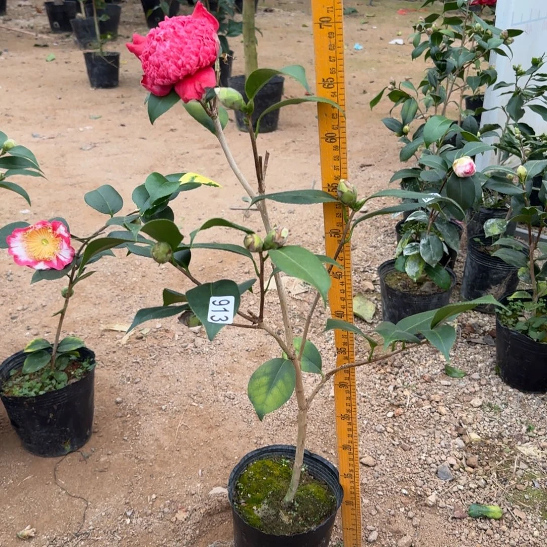 少量花朵（建议范围：2朵-5朵 或40%以下）913熊谷