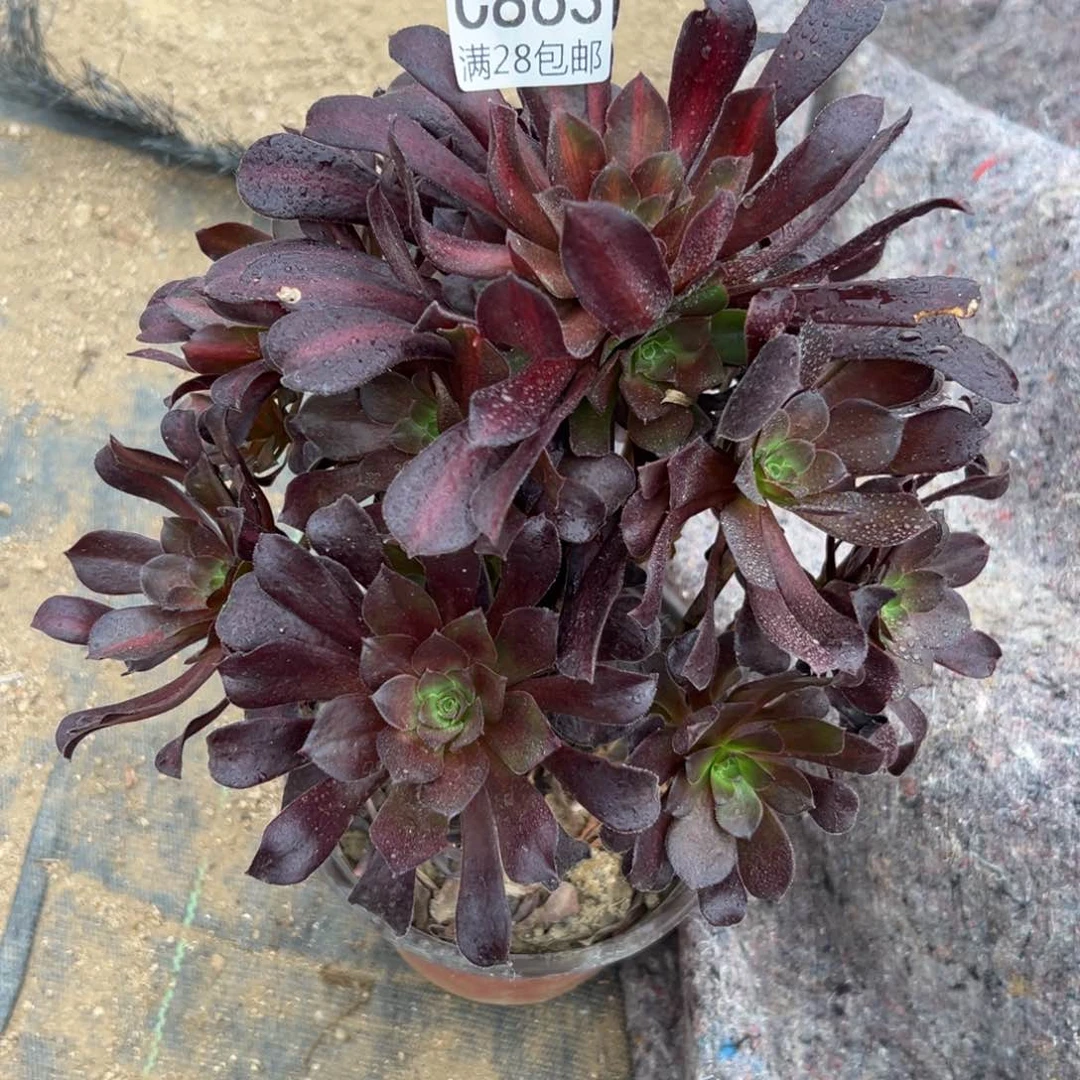 863多肉  花呐