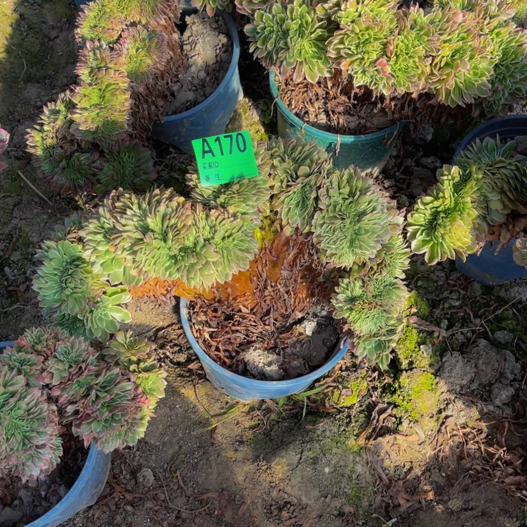 海王法师缀93-38@