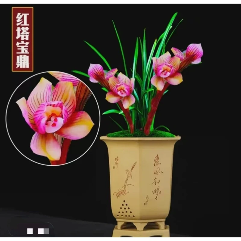 春兰名品【红塔宝鼎】终身包对版放心购买