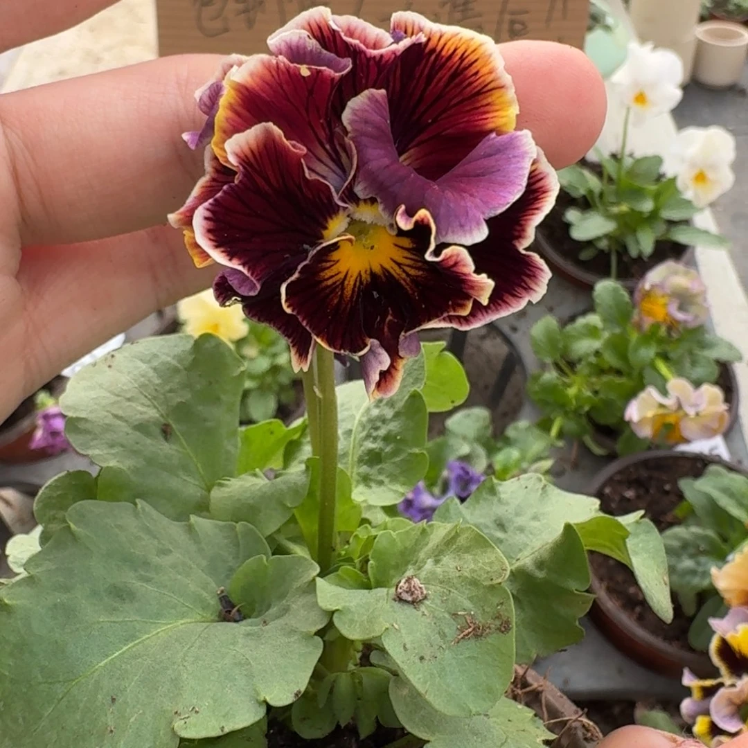 大部分花苞少量开放081