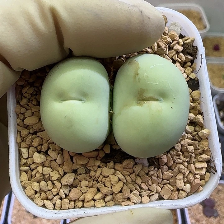 淼*398园艺鸽子蛋福利