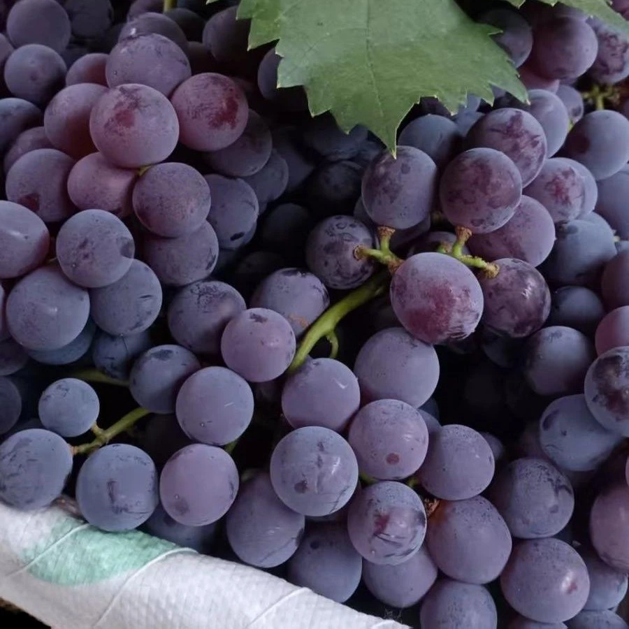 顺丰/京东包邮正宗陕西户太八号葡萄当季水果现摘现发新鲜葡萄