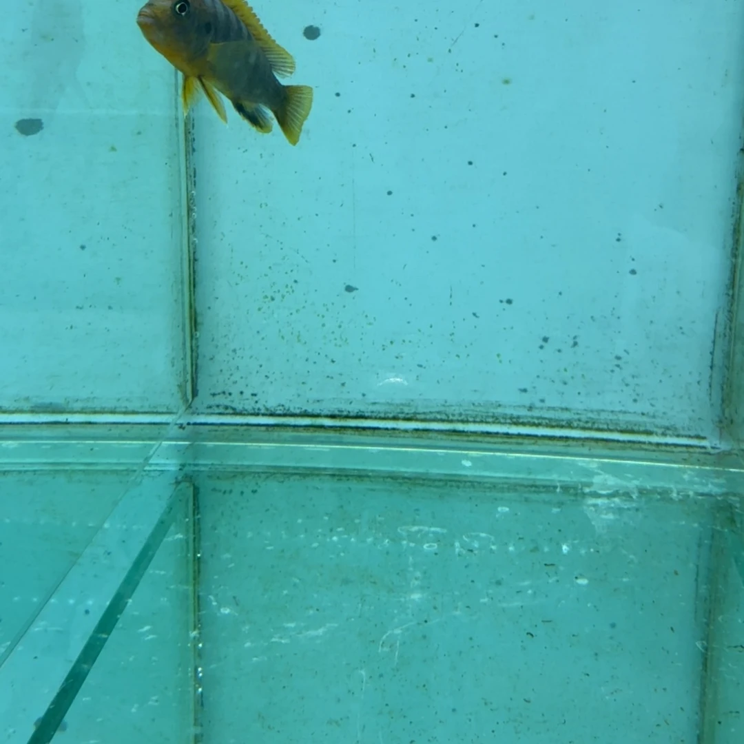 慈鲷498红鸡。