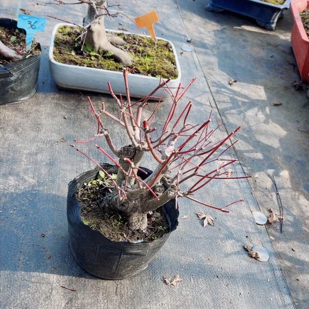 老*原生山红叶枫树