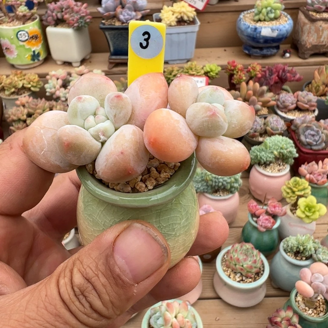 3号香水老桩带盆土发