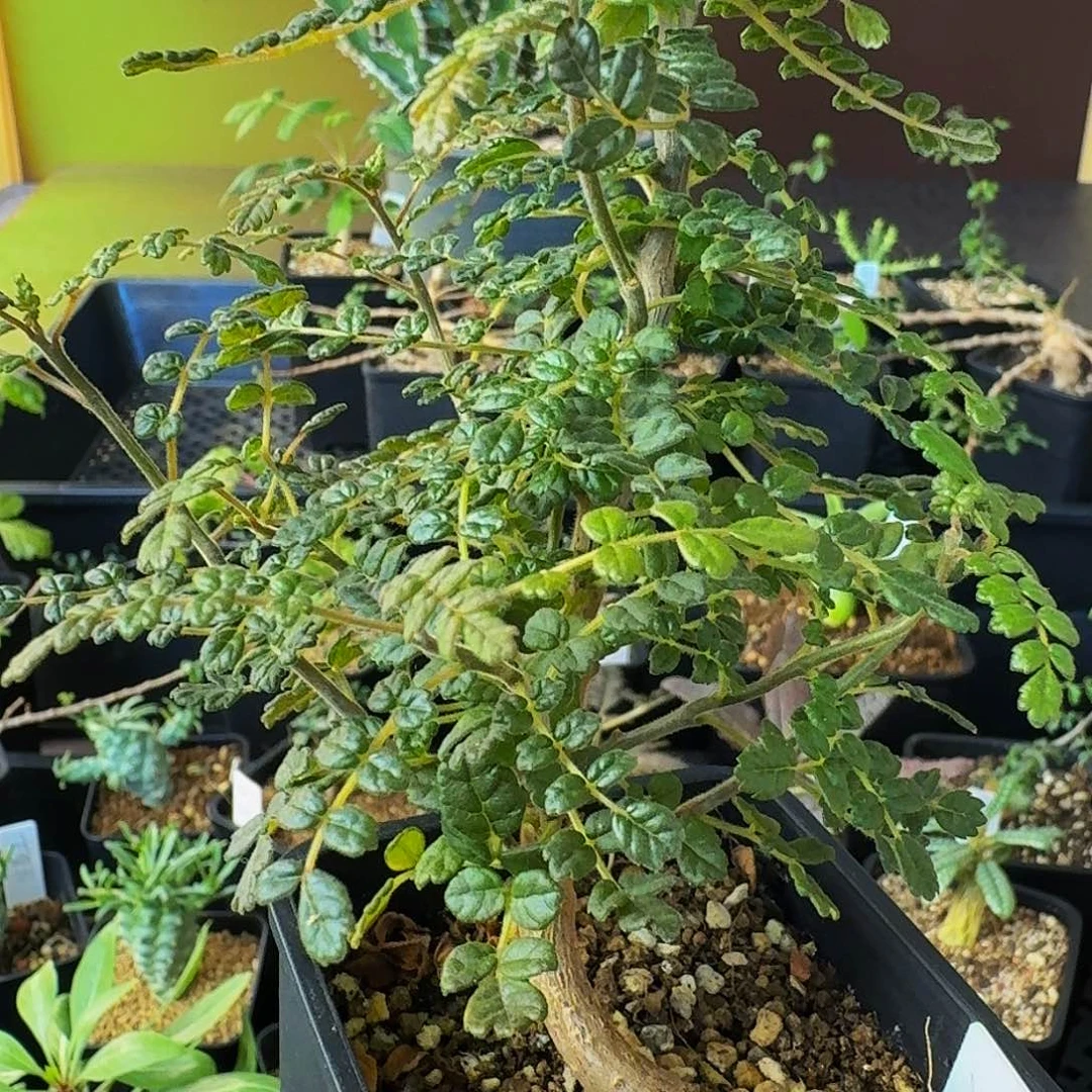 橘子味实生泡泡叶橄榄带盆土顺丰空运包邮