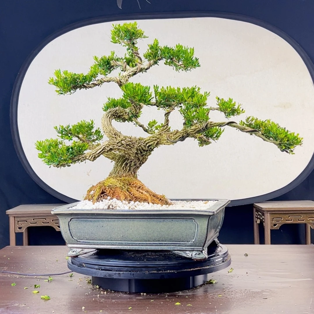 无花朵黄杨盆景四季常青