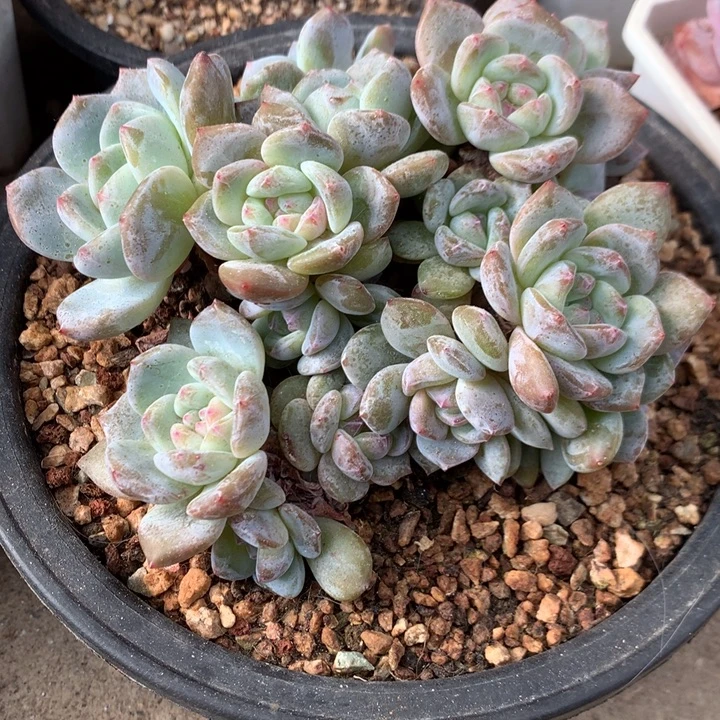 多肉植物石榴籽星影16头朵朵