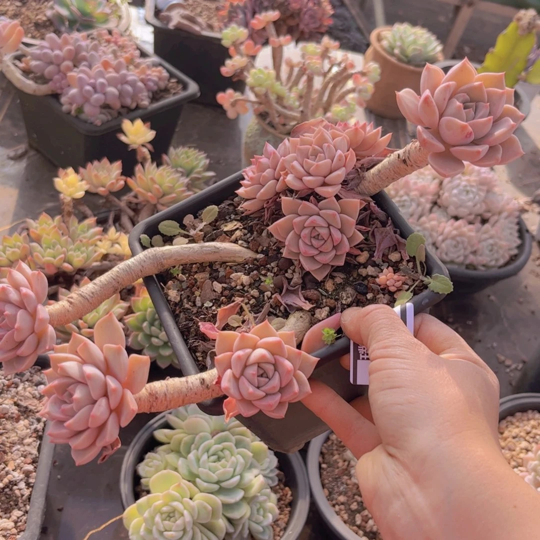 红粉佳人0237多肉植物