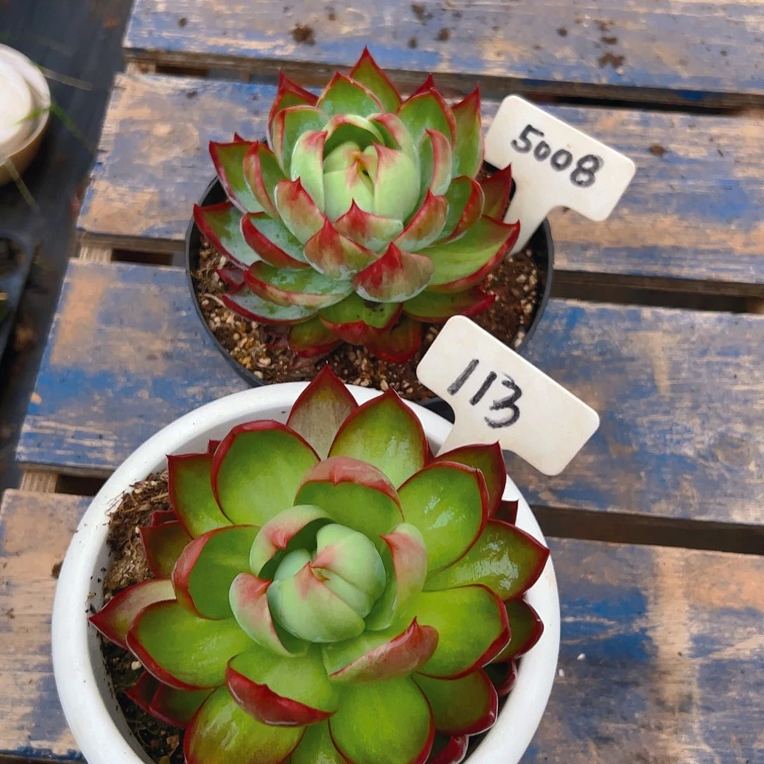 惊鸿仙子5008.113号