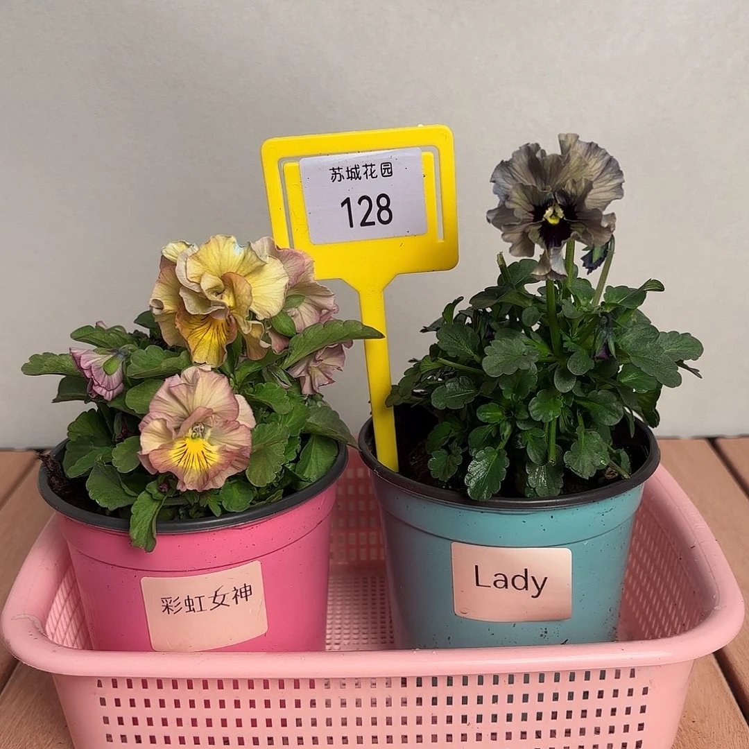 大部分开放少量花苞128