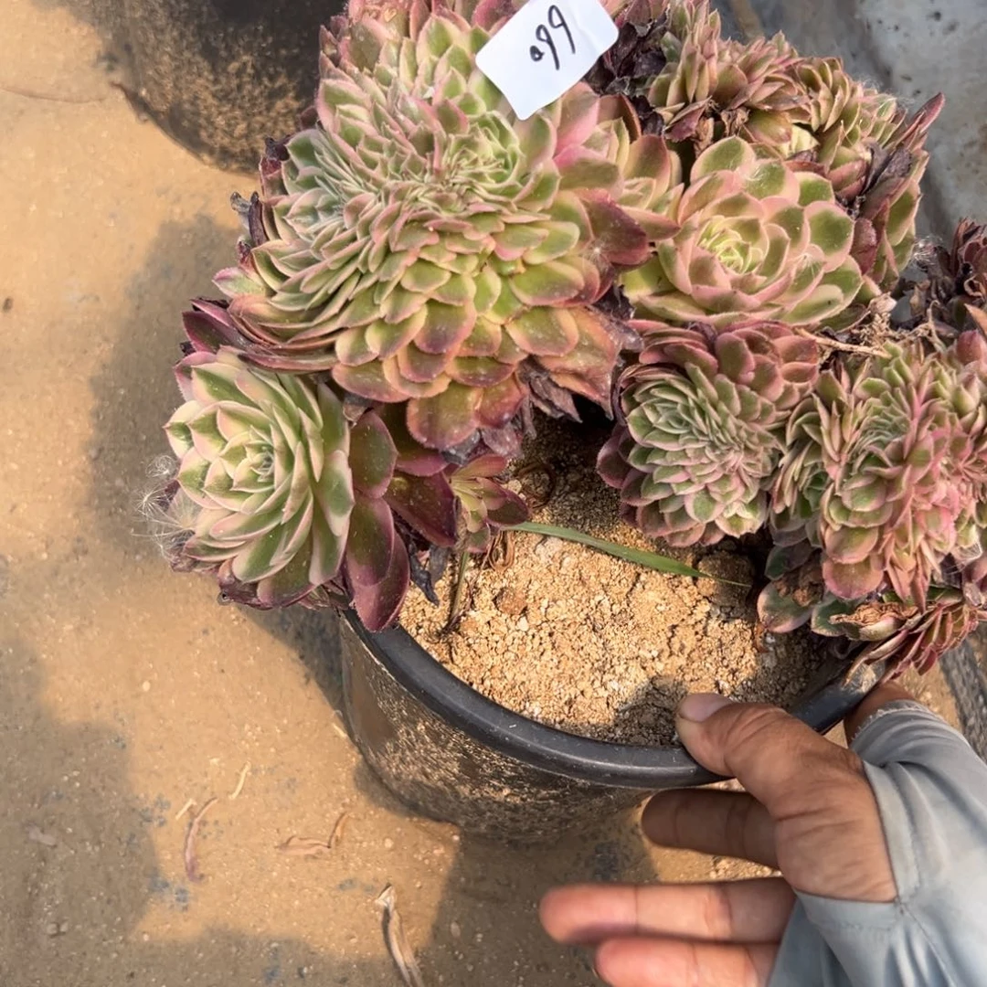 660荔枝缀多肉植物系