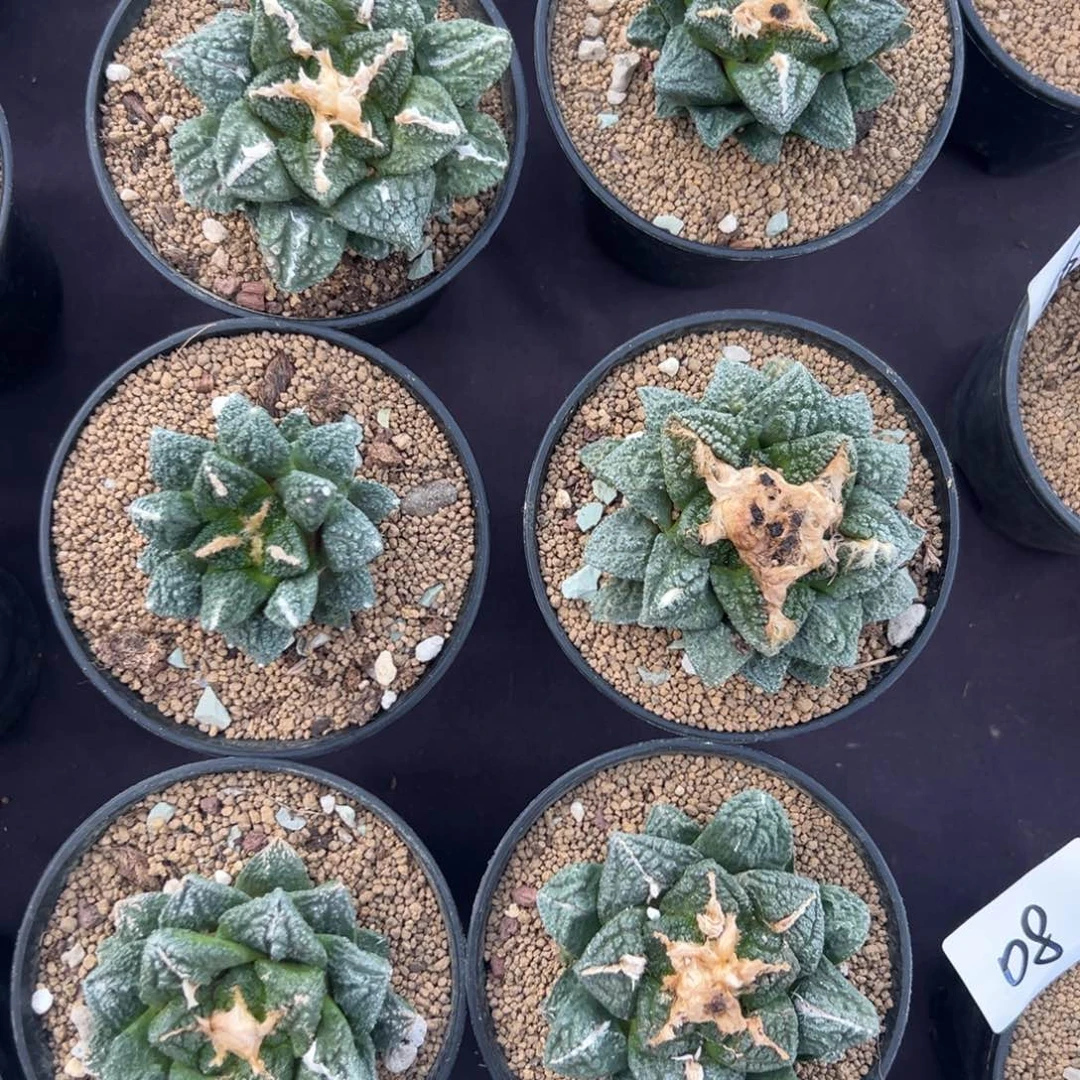 福利牡丹一颗多肉植物