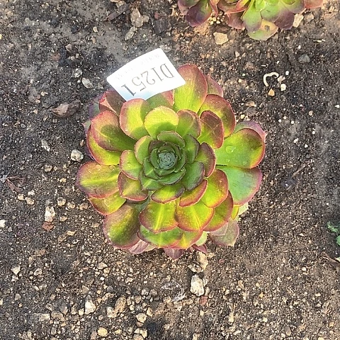 1251荔枝多肉中斑