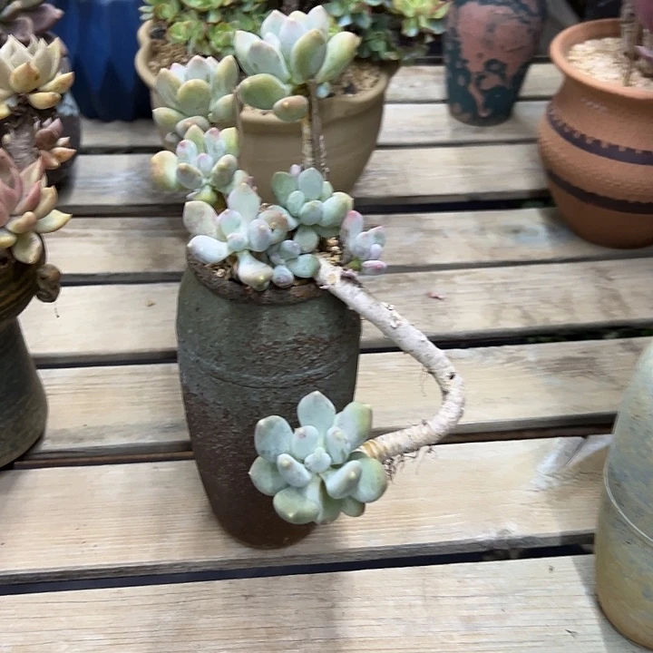 咖啡美人28 零零多肉植物