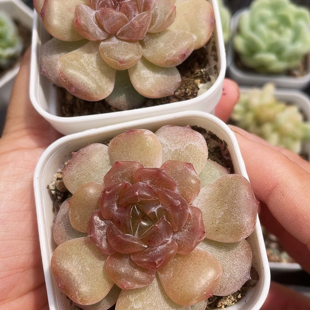 红恋盆一个满25包邮