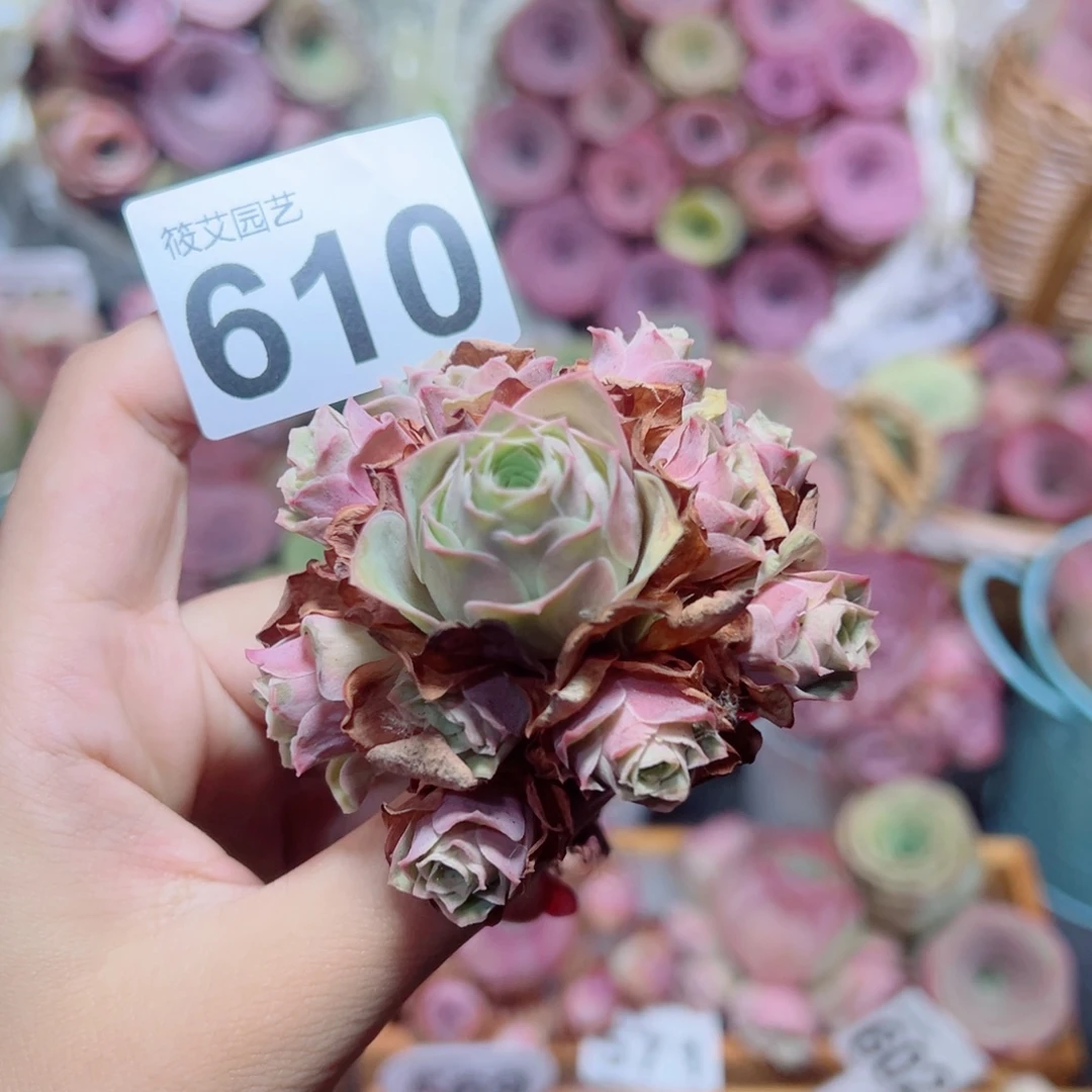610水蜜桃杂手捧花。