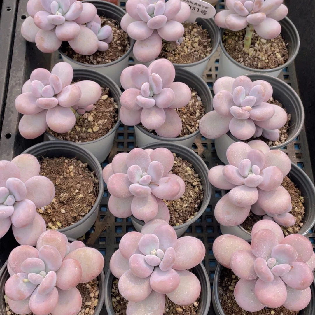 量拍51号 水光针原始奶单头带腿一个