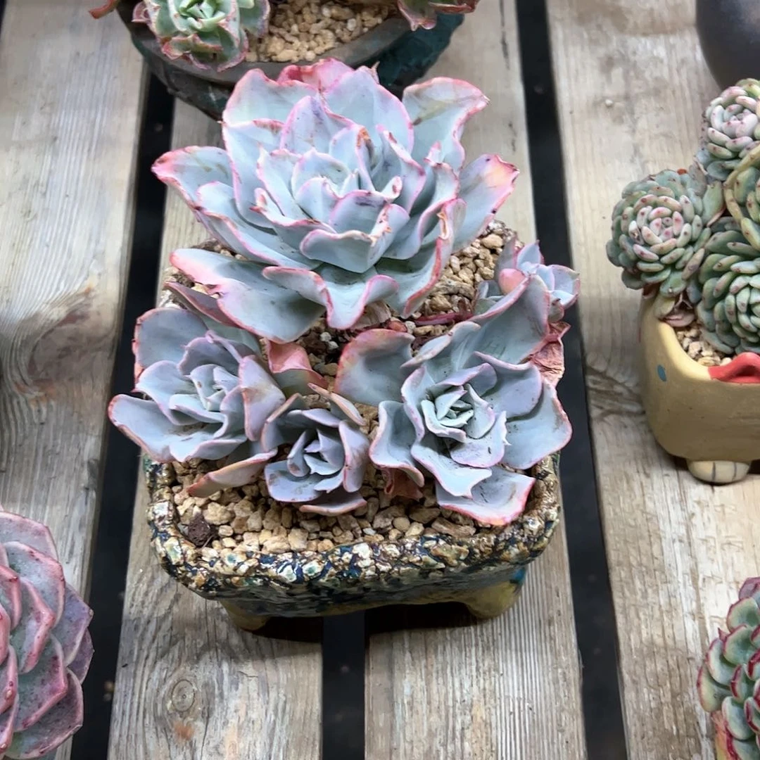 参宿68 零零多肉植物