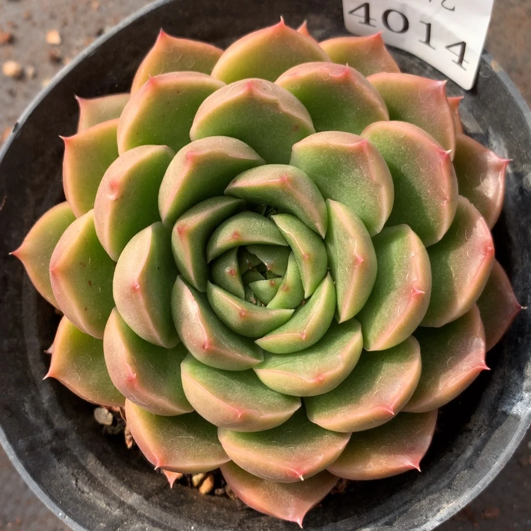 4014新年快乐发发发