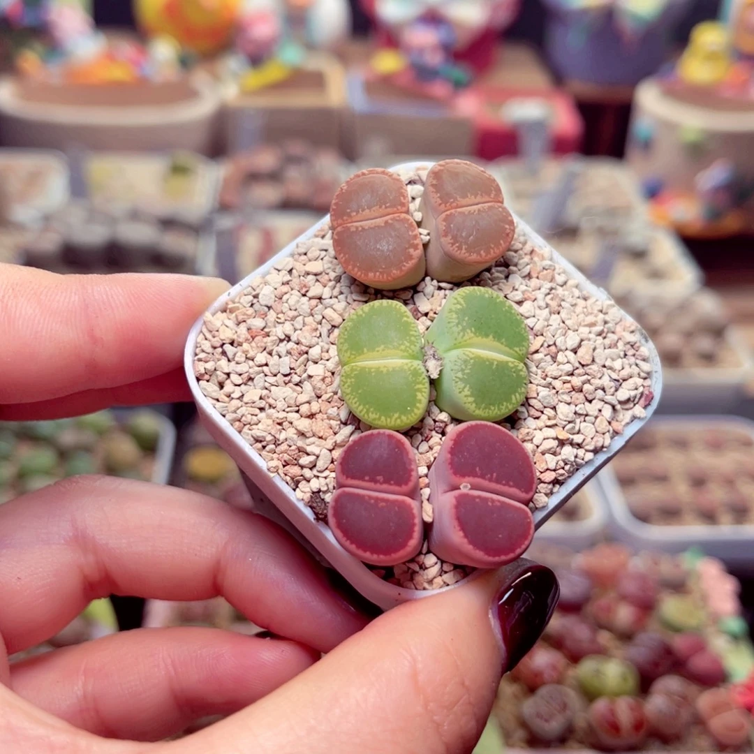 03号带盆盆包邮发货