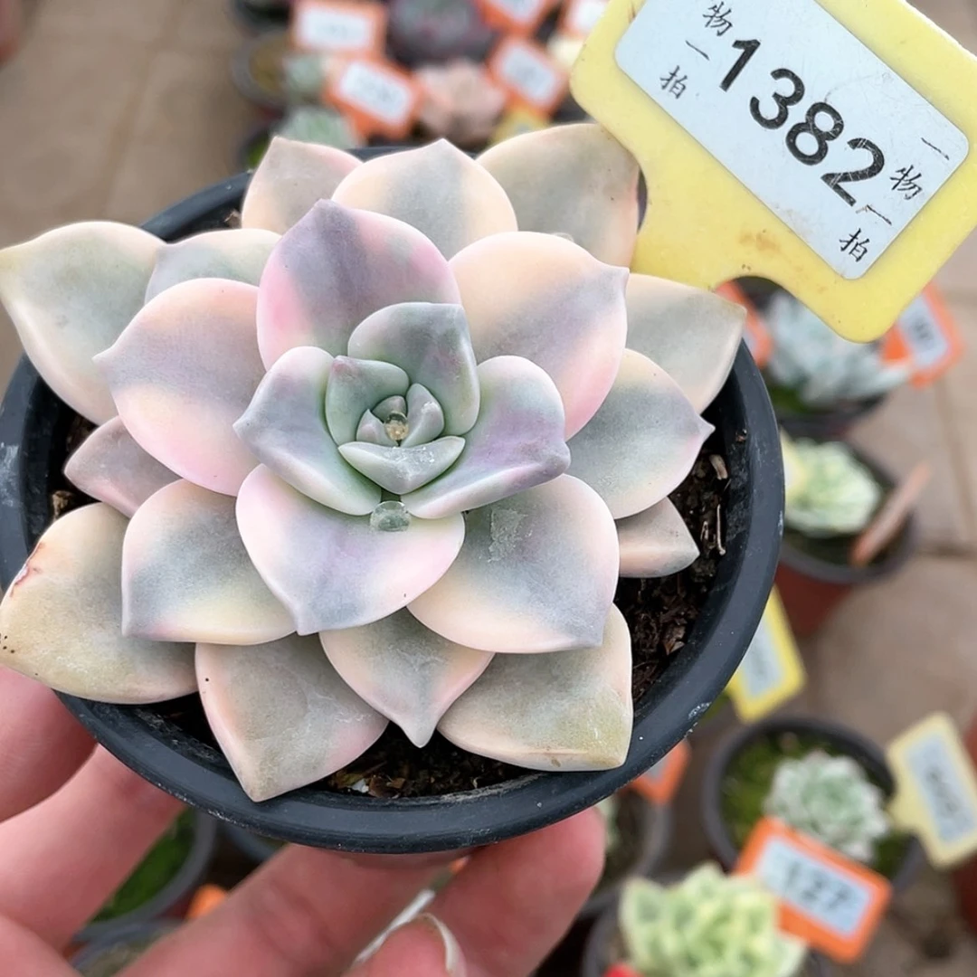 【闪购商品】1382号