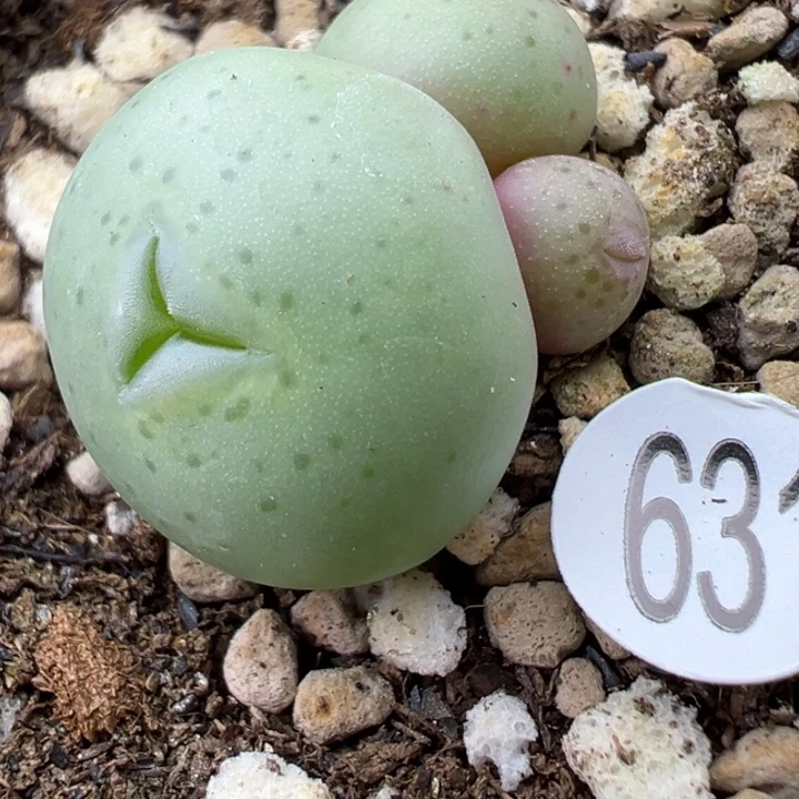 63号111111111111111