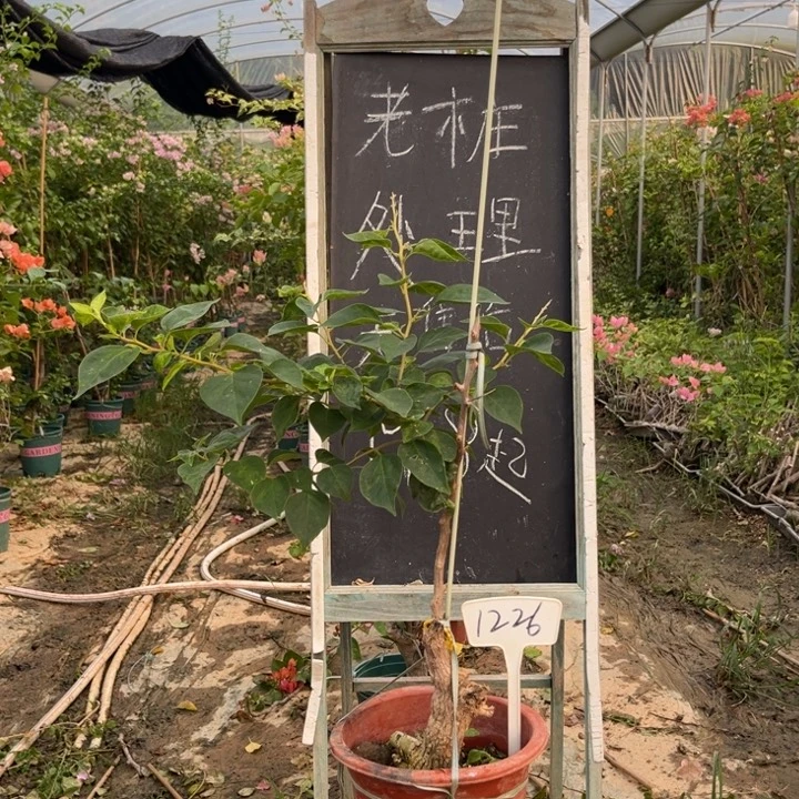 无花朵三角梅三角梅1226
