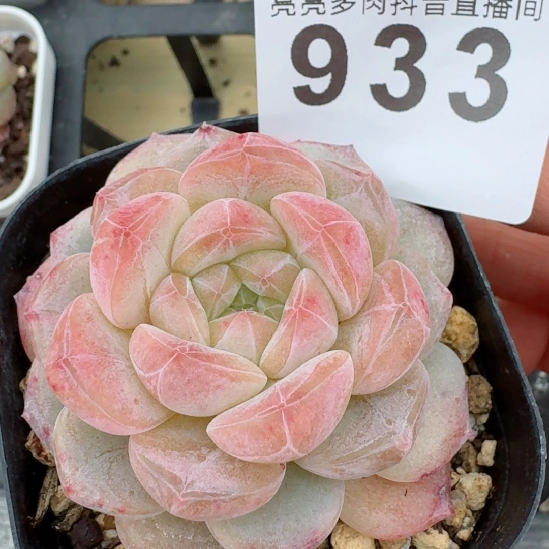 黛玉冰魄福利捡漏