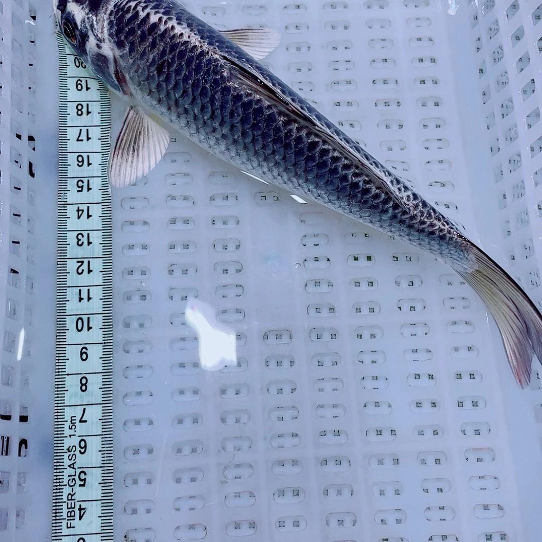锦鲤6 包邮锦鲤冷水观赏鱼