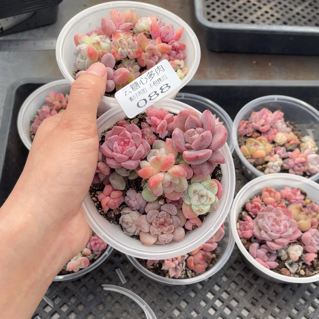 云糖心多肉植物088