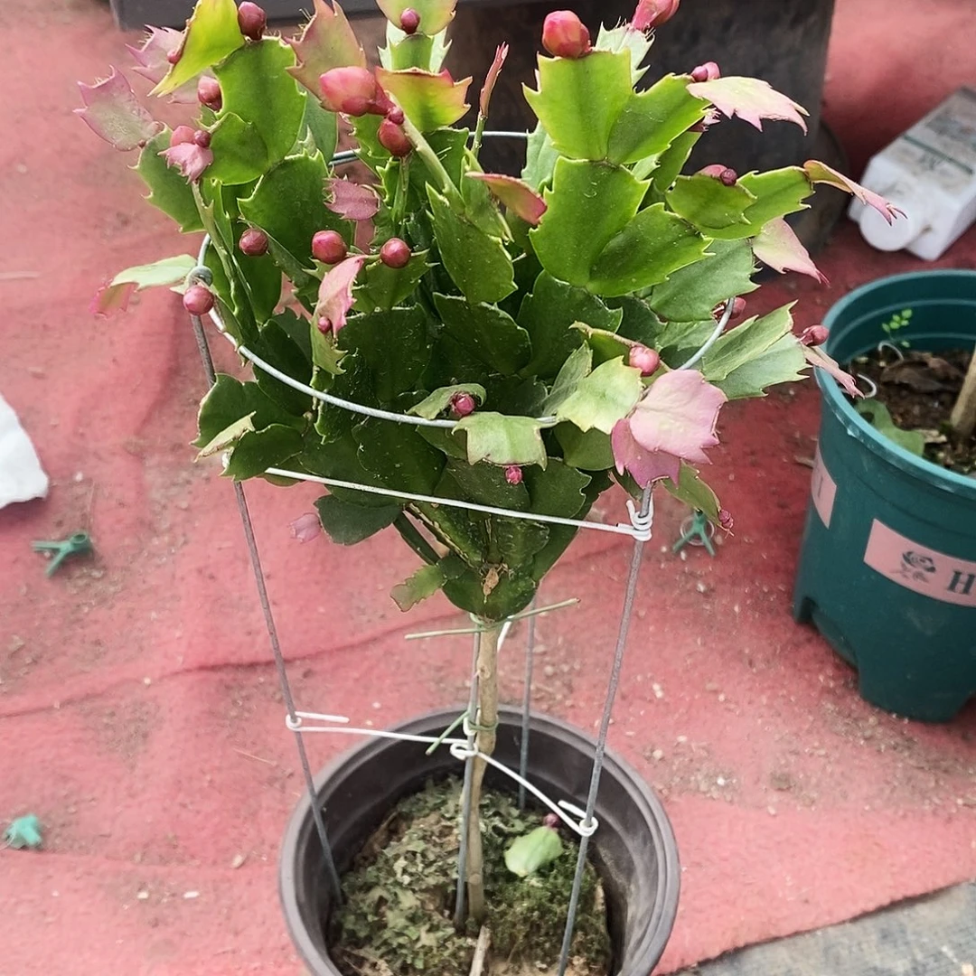 小***糖完全开放福利款单层