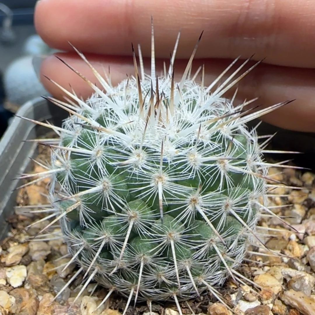 018实生白王丸多肉