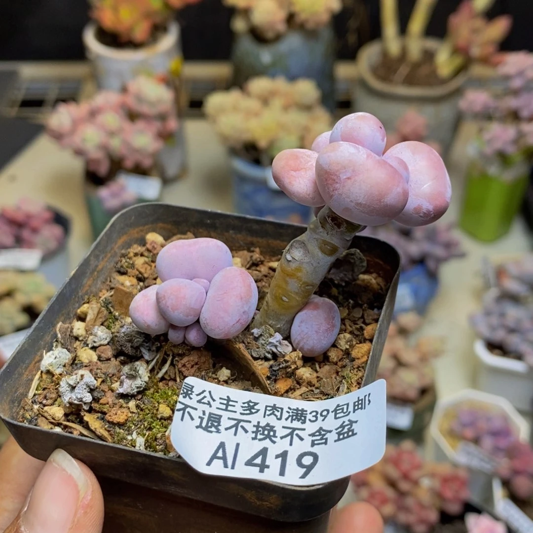 419橙奶多肉肉3c m