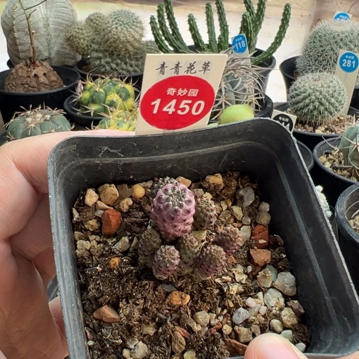 紫丽丸群一棵仙人球