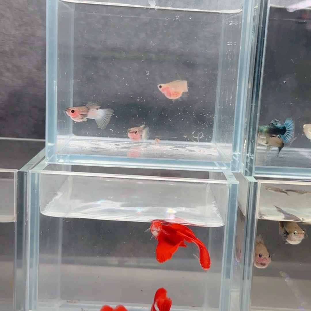 孔雀鱼粉猫2公一母