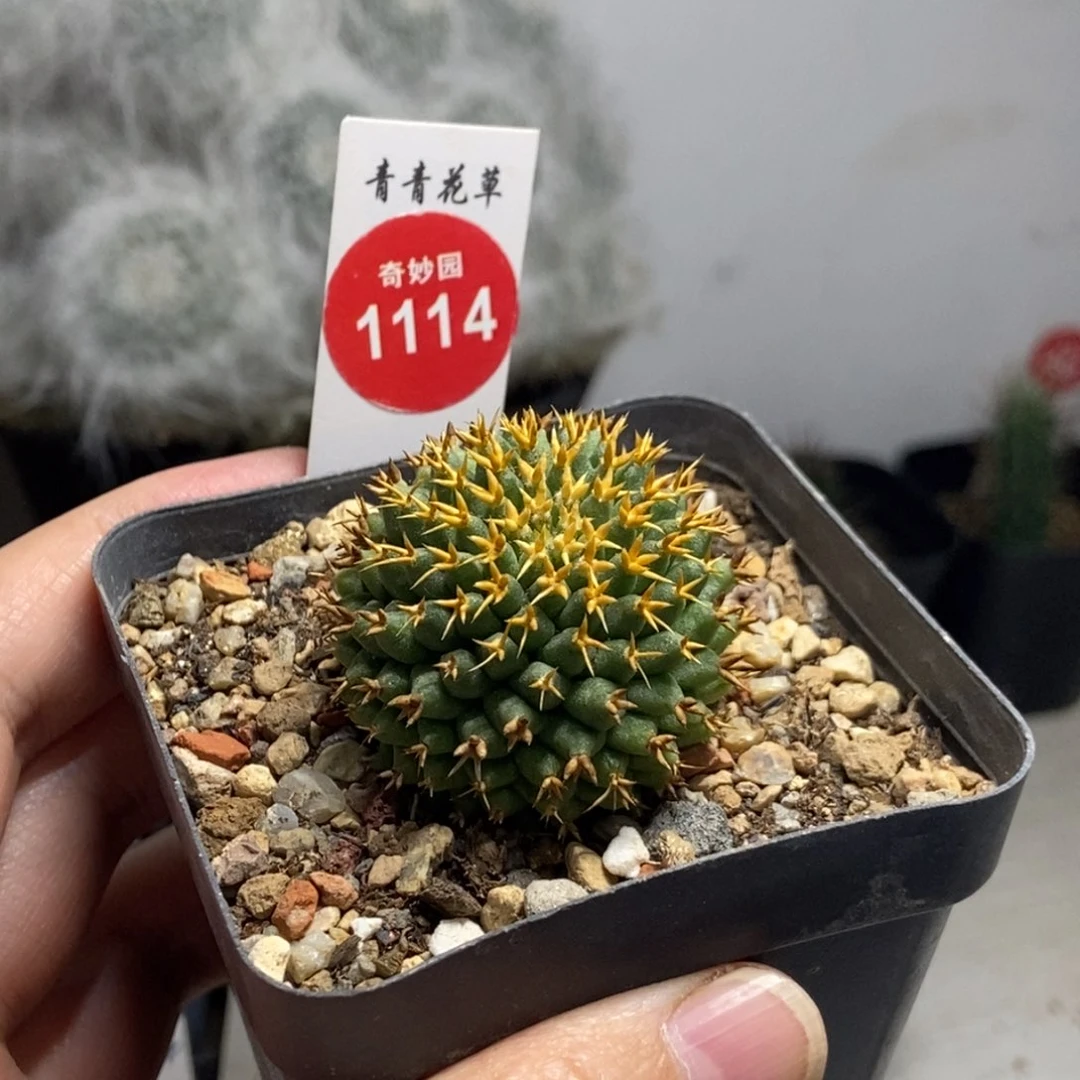 自根短豪刺琴丝3.7cm